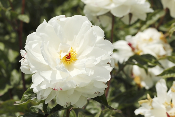 하의면 옥도 작약정원 001 3