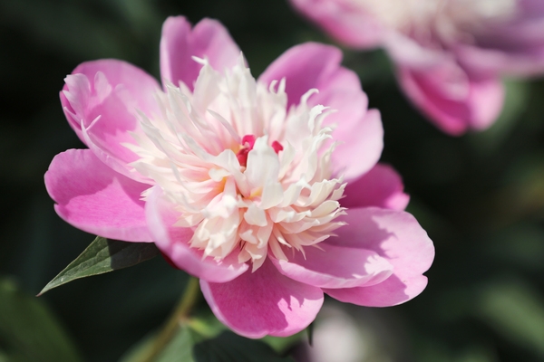 하의면 옥도 작약 002 3