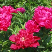 하의면 옥도 작약 002