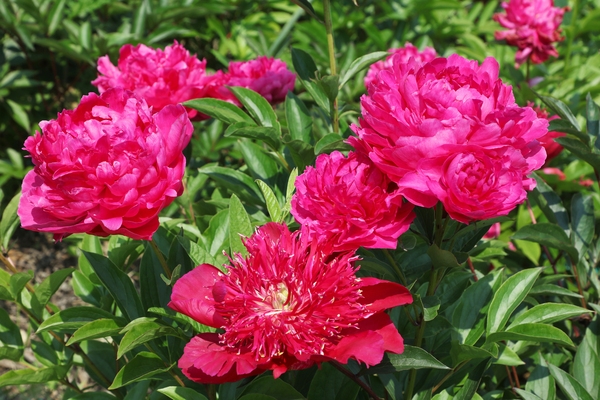 하의면 옥도 작약 002 1