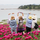 하의면 옥도 작약 005