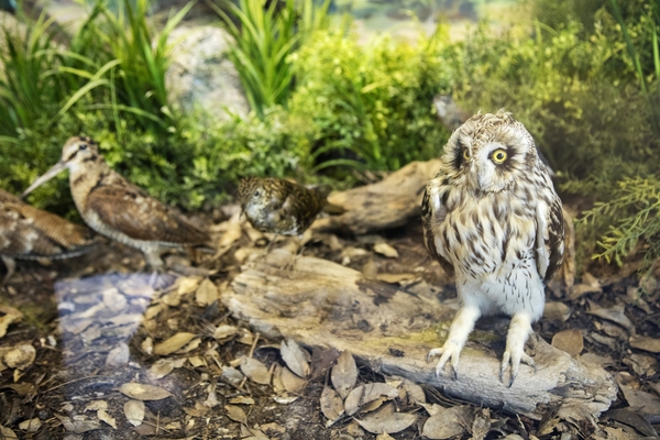 신안철새전시관002 3