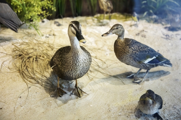 신안철새전시관002 4