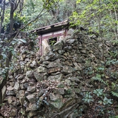 흑산면 대둔도 오리당숲