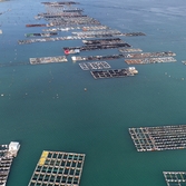 흑산 읍동 가두리 양식장