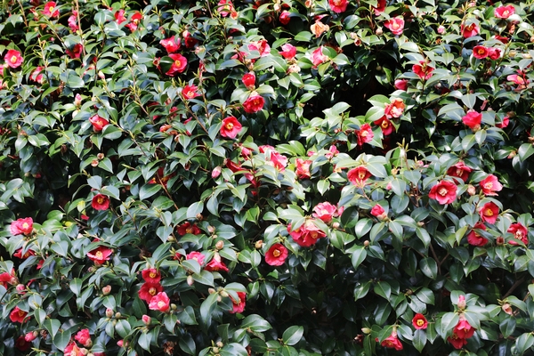 흑산면 동백꽃 002 2