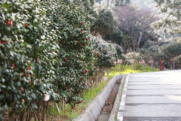 흑산면 동백꽃 002 3