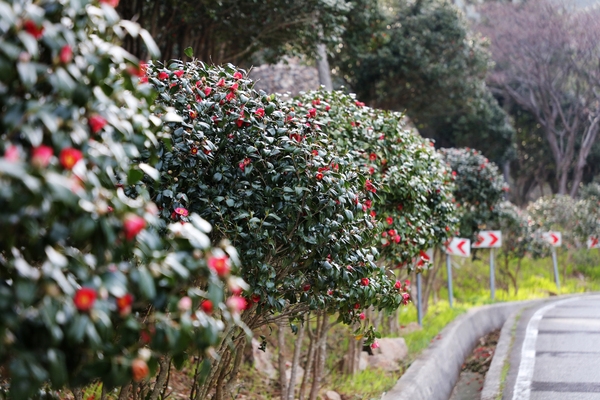 흑산면 동백꽃 002 1