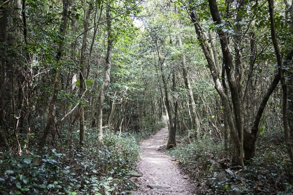 홍도 깃대봉 등산로 5