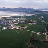 임자 대파밭