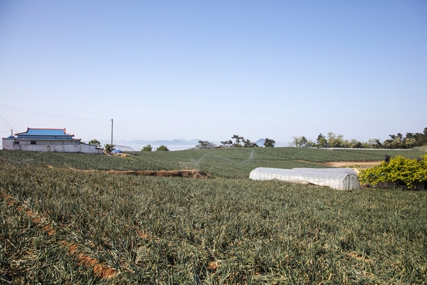 장산 마진도 전경002 3