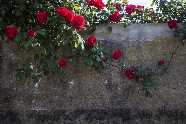 장산 마진도 전경002 4