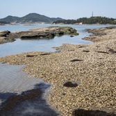 장산 백야도해변