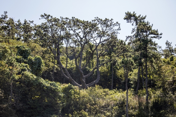 장산 막금도 섬막금도 당제 3