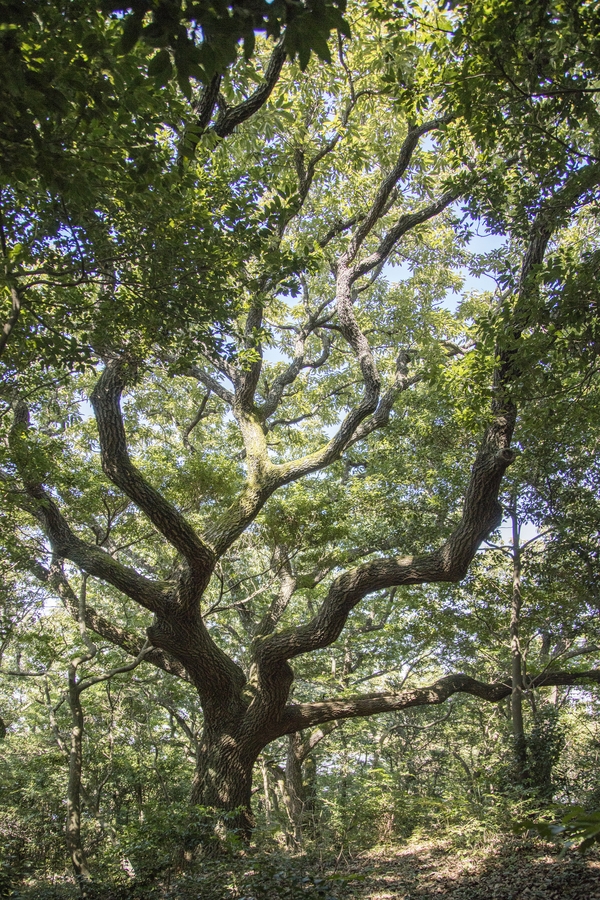 장산 막금도 섬막금도 당제 5