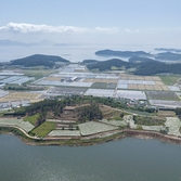 장산면 왁사지공원 샤스타데이지