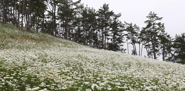 장산면 화이트정원 샤스타데이지 001 4