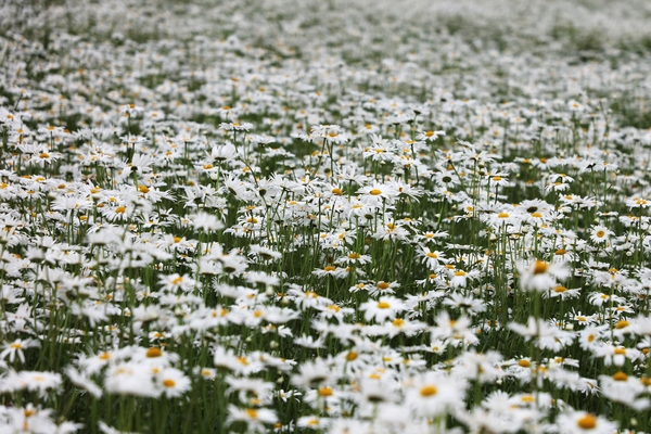 장산면 화이트정원 샤스타데이지 001 1
