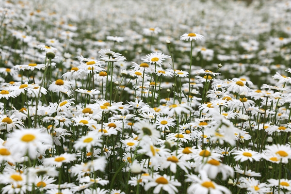 장산면 화이트정원 샤스타데이지 002 3