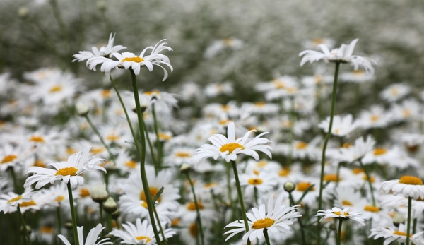장산면 화이트정원 샤스타데이지 002 4