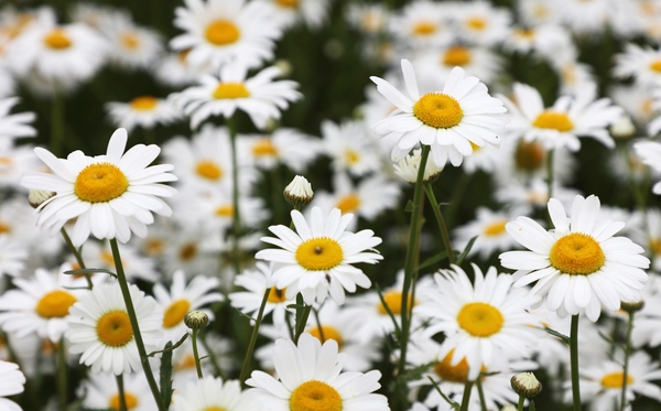 장산면 화이트정원 샤스타데이지 002 5