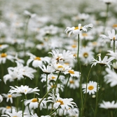 장산면 화이트정원 샤스타데이지 002