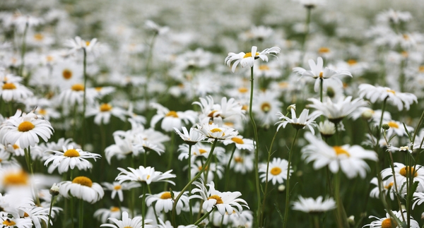 장산면 화이트정원 샤스타데이지 002 1