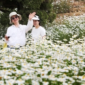 장산면 화이트정원 샤스타데이지 003