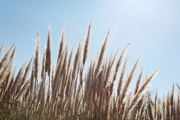 장산면 화이트정원 팜파스글라스 001 3