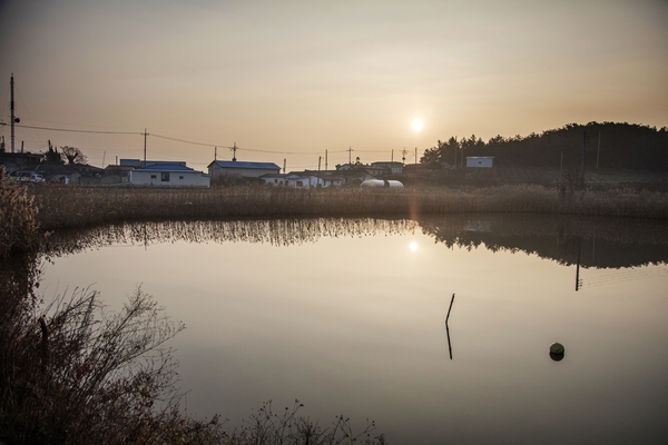 병풍도 전경갈대 2