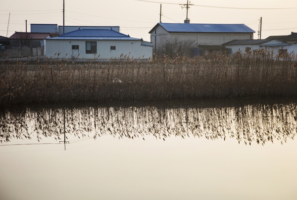 병풍도 전경갈대 3