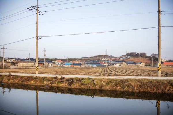 병풍도 전경갈대 4