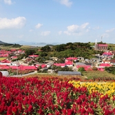 증도면 병풍도 맨드라미 001