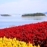 증도면 병풍도 맨드라미 001