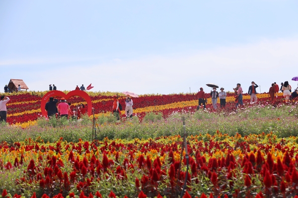 증도면 병풍도 맨드라미 002 2