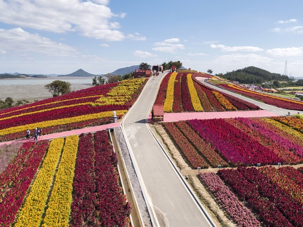 증도면 병풍도 맨드라미 003 3