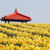 지도읍 선도 수선화 001