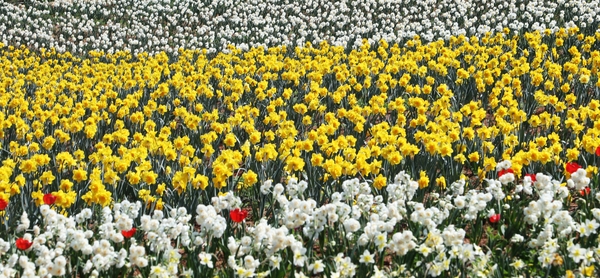 지도읍 선도 수선화 001 2