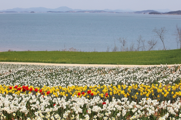 지도읍 선도 수선화 001 6