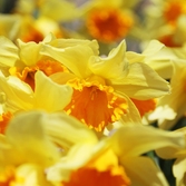 지도읍 선도 수선화 002