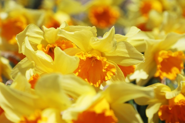 지도읍 선도 수선화 002 1