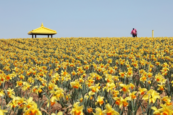 지도읍 선도 수선화 003 2