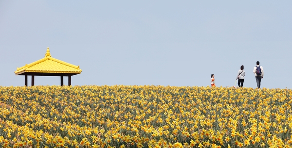 지도읍 선도 수선화 003 3