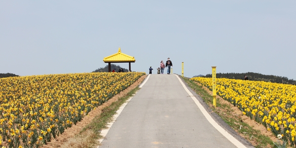 지도읍 선도 수선화 003 4