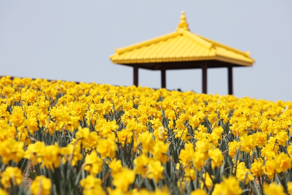 지도읍 선도 수선화 003 1