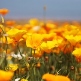 지도읍 선도 금영화 001