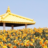 지도읍 선도 수선화 001