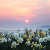 지도읍 선도 수선화 002