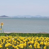 지도읍 선도 수선화 003