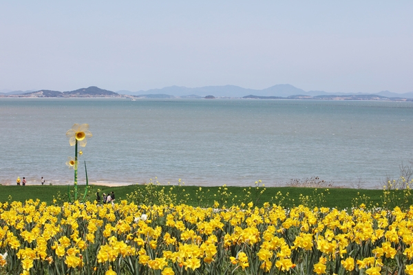 지도읍 선도 수선화 003 1